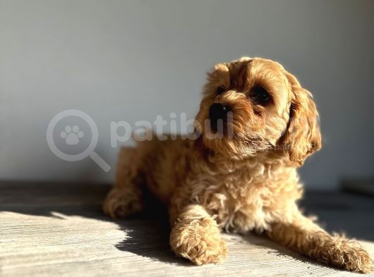 Maltipoo Hipoalerjenik Tüy Dökmez Orjinal Safkan Garantili görsel