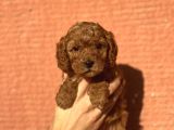 Mini Boy Orjinal Poodle Bebekler