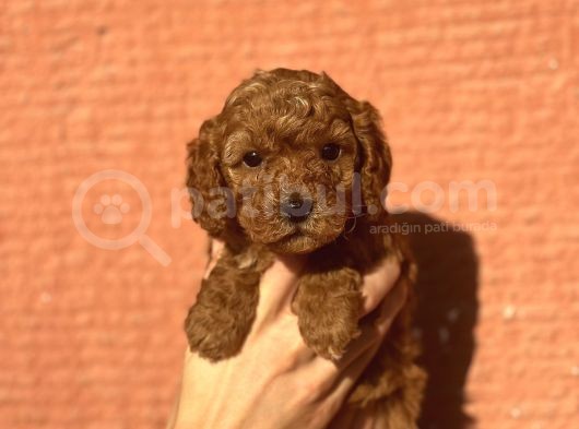 Mini Boy Orjinal Poodle Bebekler görsel