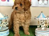 Maltipoo Hipoalerjenik Tüy Dökmez Orjinal Safkan Garantili