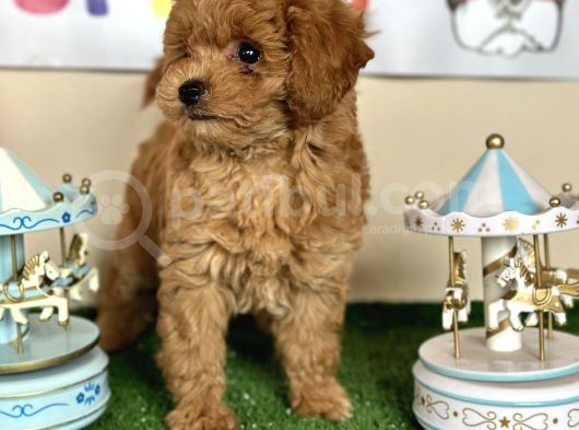 Maltipoo Hipoalerjenik Tüy Dökmez Orjinal Safkan Garantili görsel