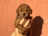 Mini Boy Orjinal Poodle Bebekler