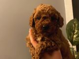 Ev Doğumlu Poodle Bebeklerimiz