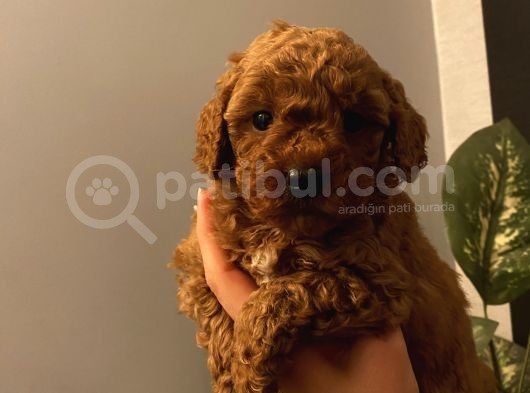 Ev Doğumlu Poodle Bebeklerimiz görsel