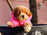 Maltipoo Hipoalerjenik Tüy Dökmez Orjinal Safkan Garantili