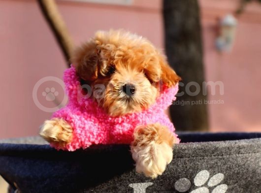 Maltipoo Hipoalerjenik Tüy Dökmez Orjinal Safkan Garantili görsel