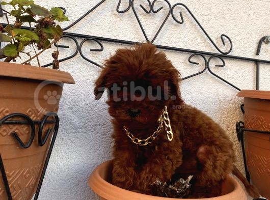Ev Doğumlu Poodle Bebeklerimiz görsel