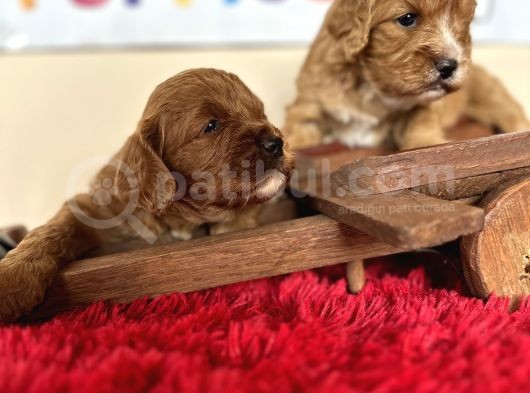 Maltipoo Hipoalerjenik Tüy Dökmez Orjinal Safkan Garantili
