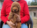 Orji̇nal Toy Poodle Yavrumuz