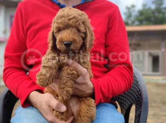 Toy Poodle Bebeklerimiz görsel