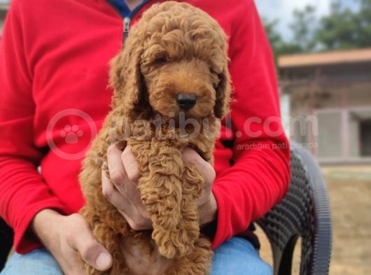 Toy Poodle Yavrumuz görsel