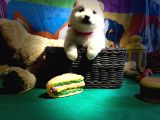 Samoyed Yavrularimiz