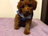 Safkan Red  Toy Poodle Yavrularimiz