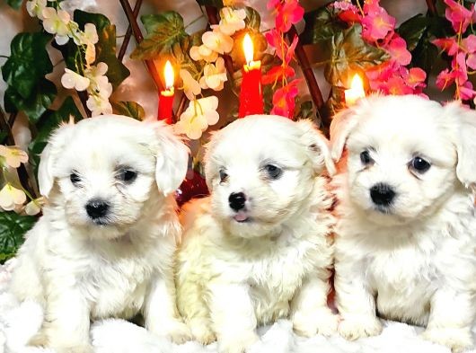Maltese Teri̇er Yavrulari görsel