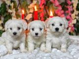 Maltese Teri̇er Yavrulari