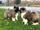 Akita Yavrular