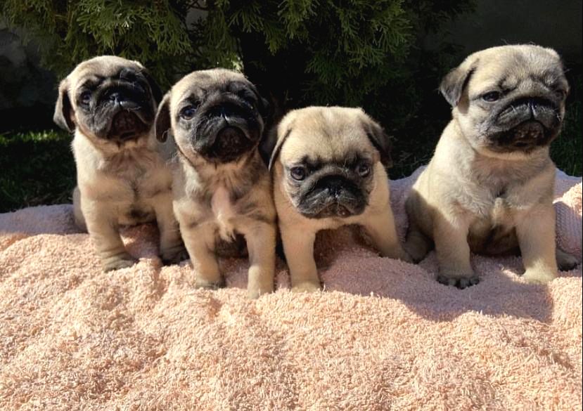 Pug Pug Istanbul