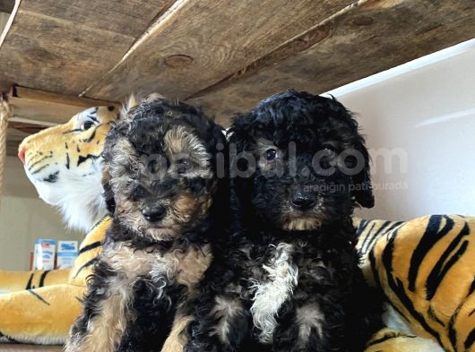 Özel Renkler De Poodle Yavruları