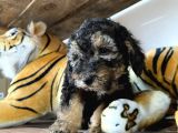 Özel Renkler De Poodle Yavruları