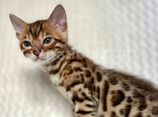 Bengal Kedileri 2 Aylık Rezervasyona Acıldı ! görsel