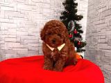 Safkan Toy Poodle Yavrular