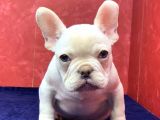 MUHTEŞEM, MAVİ GÖZLÜ FRENCH BULLDOG PLATİNYUM YAVRUMUZ