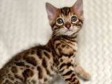 Bengal Kedileri 2 Aylık Rezervasyona Acıldı !