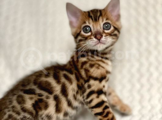 Bengal Kedileri 2 Aylık Rezervasyona Acıldı ! görsel