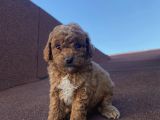 Ev Doğumlu Poodle Bebeklerimiz
