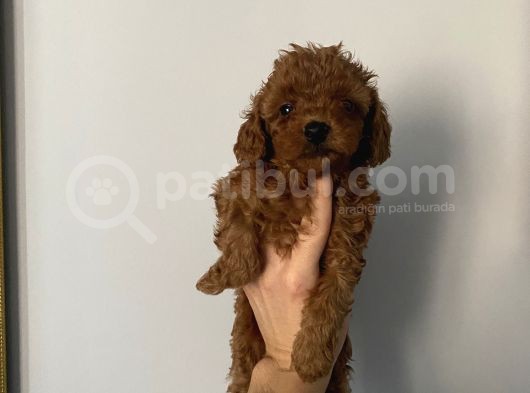 Ev Doğumlu Poodle Bebeklerimiz görsel