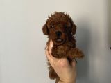 Ev Doğumlu Poodle Bebeklerimiz