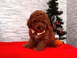 Safkan Toy Poodle Yavrular