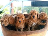 Sevi̇mli̇ Poodle Bebekler