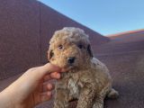 Ev Doğumlu Poodle Bebeklerimiz