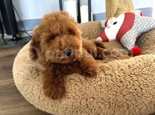 Minyatür Ve Medium Poodle Yavrularımız görsel