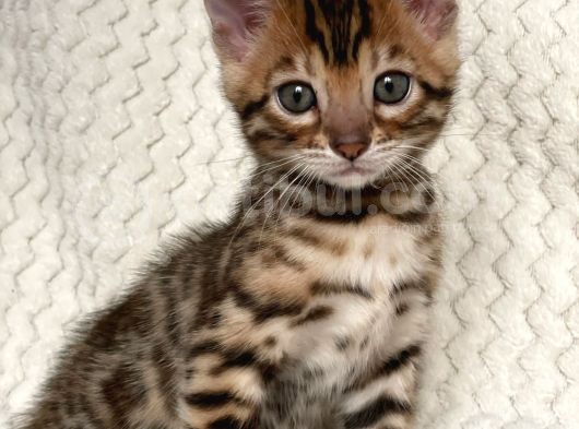 Bengal Kedileri 2 Aylık Rezervasyona Acıldı ! görsel