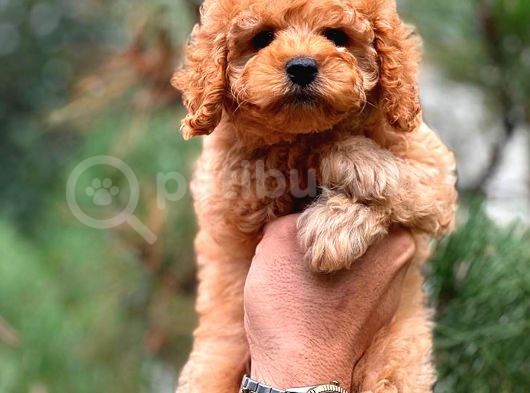 Fawn Toy Poodle görsel