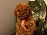 Çocuklarınıza En İyi Arkadaş Poodle Bebekler