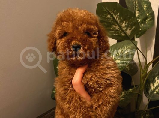 Çocuklarınıza En İyi Arkadaş Poodle Bebekler görsel