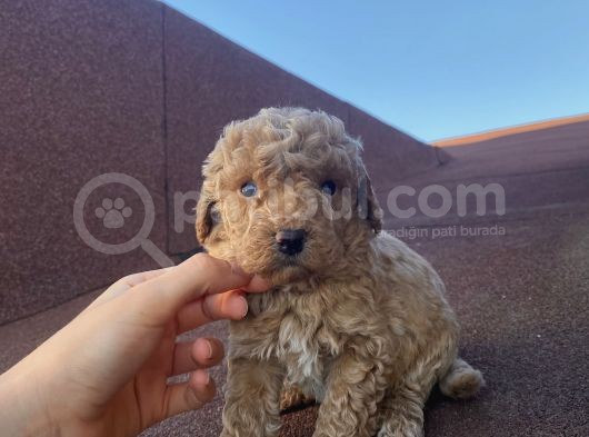 Aşılı Pasaportlu Poodle Bebekler görsel