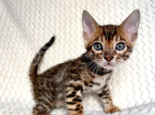 Bengal Kedileri 2 Aylık Rezervasyona Acıldı !