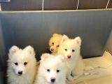 Kar Beyaz Samoyed Bebeklerimizi