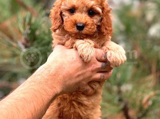 Fawn Toy Poodle görsel