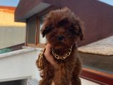 Çocuklarınıza En İyi Arkadaş Poodle Bebekler