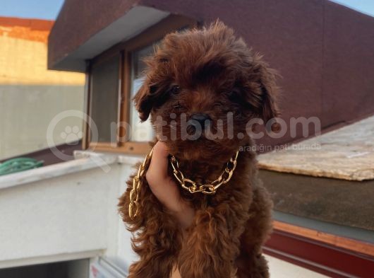 Çocuklarınıza En İyi Arkadaş Poodle Bebekler