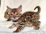 Bengal Kedileri 2 Aylık Rezervasyona Acıldı !