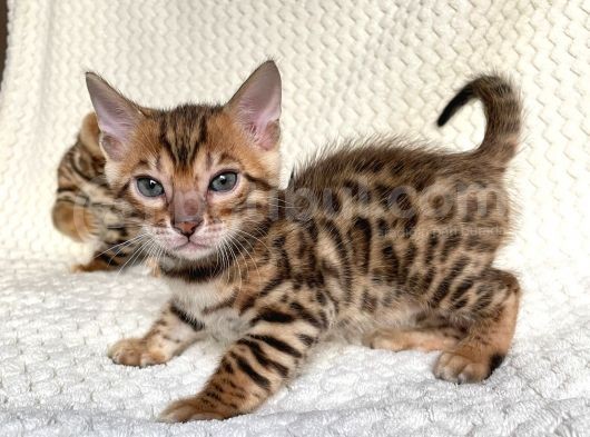 Bengal Kedileri 2 Aylık Rezervasyona Acıldı ! görsel