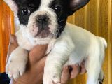French Bulldog Yavrularımız Si̇zlerle