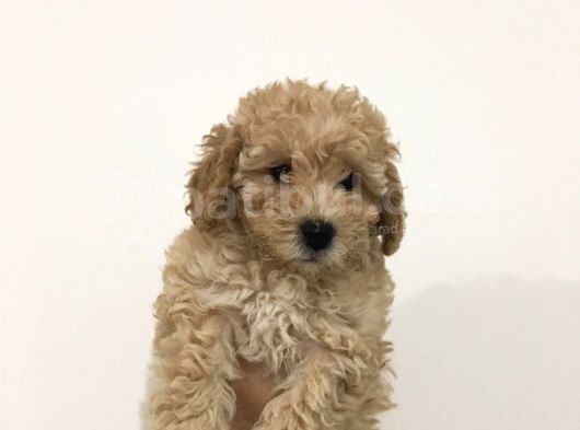 Poodle Yavrularımız görsel