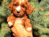 Orjinal Maltıpoo Güzelliği
